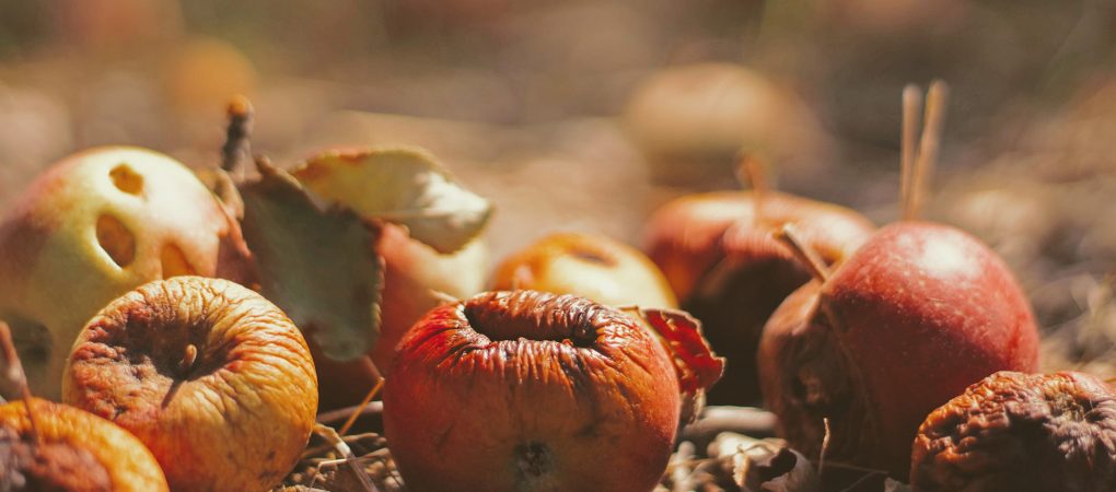 Jabłka leżące między liśćmi